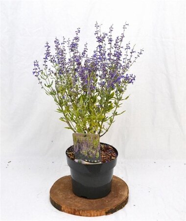 Perovskia atripl. 'Little Spire' 30-40 cm cont. 3,0L - afbeelding 7