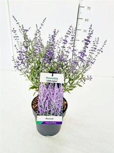 Perovskia atripl. 'Little Spire' 30-40 cm cont. 3,0L - afbeelding 9