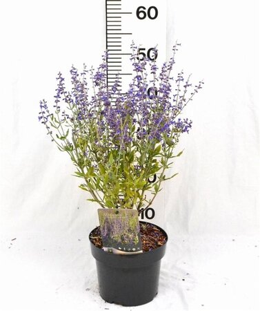 Perovskia atripl. 'Little Spire' 30-40 cm cont. 3,0L - afbeelding 8