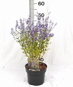 Perovskia atripl. 'Little Spire' 30-40 cm cont. 3,0L - afbeelding 8