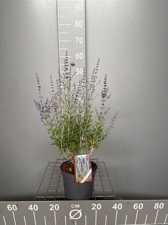 Perovskia atripl. 'Little Spire' 30-40 cm cont. 3,0L - afbeelding 5