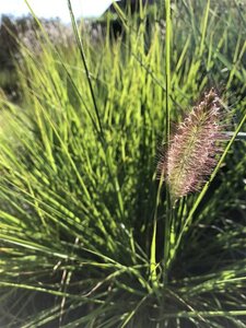 Pennisetum al. 'Moudry' geen maat specificatie 0,55L/P9cm