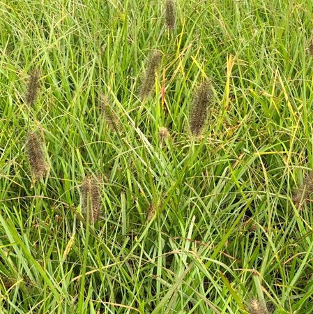 Pennisetum al. 'Moudry' geen maat specificatie 0,55L/P9cm - afbeelding 3