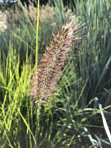 Pennisetum al. 'Moudry' geen maat specificatie 0,55L/P9cm - afbeelding 4