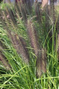 Pennisetum al. 'Moudry' geen maat specificatie 0,55L/P9cm - afbeelding 2