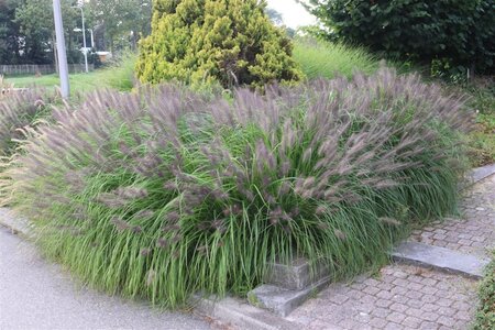 Pennisetum al. 'Moudry' geen maat specificatie 0,55L/P9cm - afbeelding 10