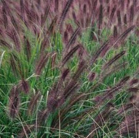 Pennisetum al. 'Moudry' geen maat specificatie 0,55L/P9cm - afbeelding 2