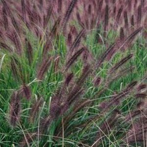 Pennisetum al. 'Moudry' geen maat specificatie 0,55L/P9cm - afbeelding 2