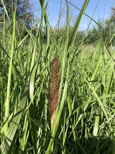 Pennisetum al. 'Moudry' geen maat specificatie 0,55L/P9cm - afbeelding 5