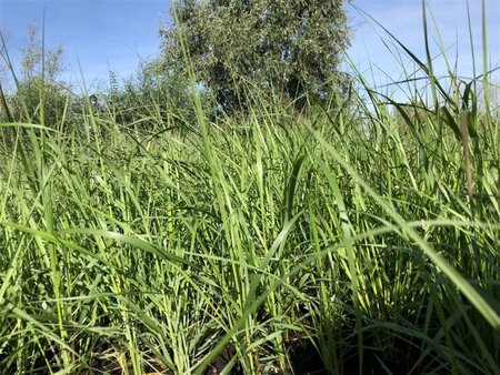 Pennisetum al. 'Moudry' geen maat specificatie 0,55L/P9cm - image 2