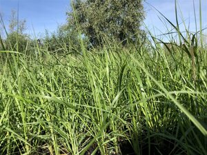Pennisetum al. 'Moudry' geen maat specificatie 0,55L/P9cm - image 2