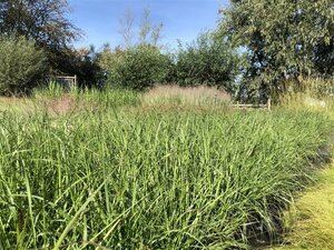 Pennisetum al. 'Moudry' geen maat specificatie 0,55L/P9cm - image 3