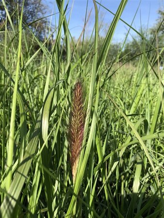 Pennisetum al. 'Moudry' geen maat specificatie 0,55L/P9cm - image 5