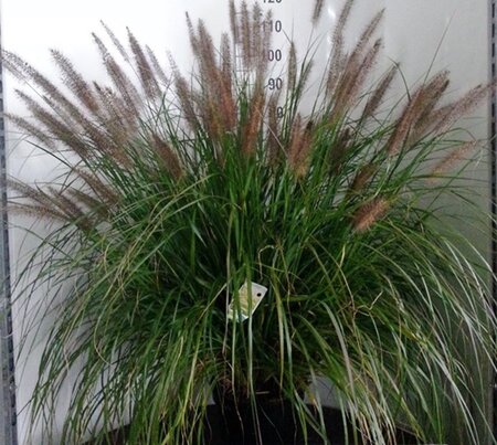 Pennisetum al. 'Moudry' geen maat specificatie 0,55L/P9cm - image 9