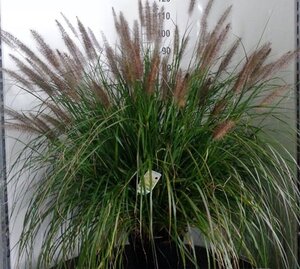 Pennisetum al. 'Moudry' geen maat specificatie 0,55L/P9cm - image 9