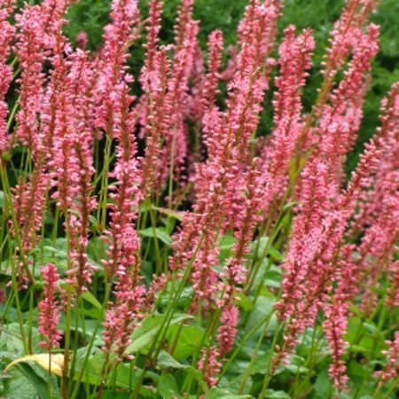 Persicaria a. 'Orangofield' geen maat specificatie 0,55L/P9cm - afbeelding 1