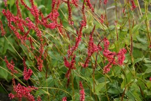 Persicaria a. 'Orangofield' geen maat specificatie 0,55L/P9cm - afbeelding 2