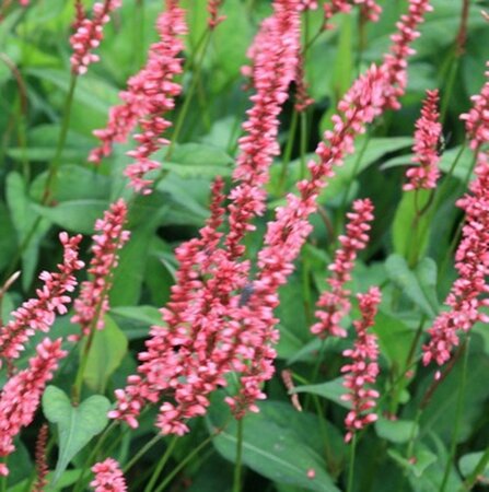 Persicaria a. 'Orangofield' geen maat specificatie 0,55L/P9cm - afbeelding 4