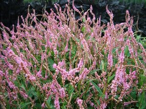 Persicaria a. 'Pink Elephant' geen maat specificatie 0,55L/P9cm - afbeelding 3