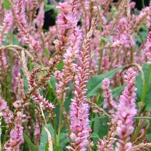 Persicaria a. 'Pink Elephant' geen maat specificatie 0,55L/P9cm - afbeelding 3