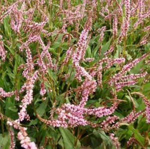 Persicaria a. 'Pink Elephant' geen maat specificatie 0,55L/P9cm - afbeelding 4