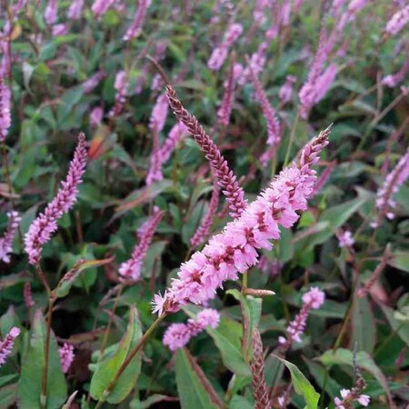 Persicaria a. 'Pink Elephant' geen maat specificatie 0,55L/P9cm - afbeelding 7