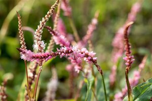 Persicaria a. 'Pink Elephant' geen maat specificatie 0,55L/P9cm