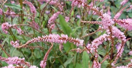 Persicaria a. 'Pink Elephant' geen maat specificatie 0,55L/P9cm - afbeelding 3