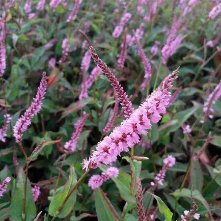 Persicaria a. 'Pink Elephant' geen maat specificatie 0,55L/P9cm - afbeelding 4