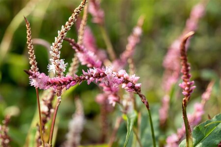Persicaria a. 'Pink Elephant' geen maat specificatie 0,55L/P9cm - image 1
