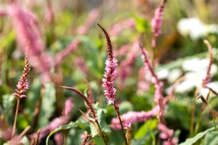 Persicaria a. 'Pink Elephant' geen maat specificatie 0,55L/P9cm - image 2