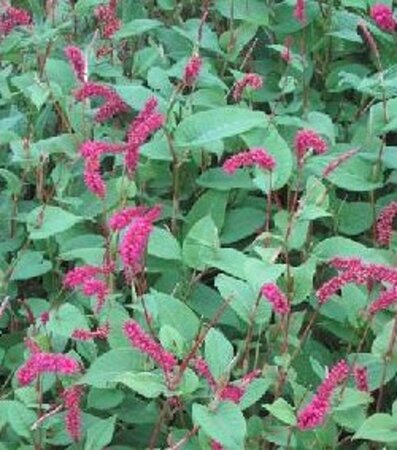 Persicaria amplexicaulis pendula geen maat specificatie 0,55L/P9cm