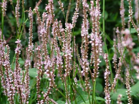 Persicaria a. 'Pink Mist' geen maat specificatie 0,55L/P9cm - afbeelding 1