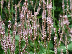 Persicaria a. 'Pink Mist' geen maat specificatie 0,55L/P9cm - afbeelding 1