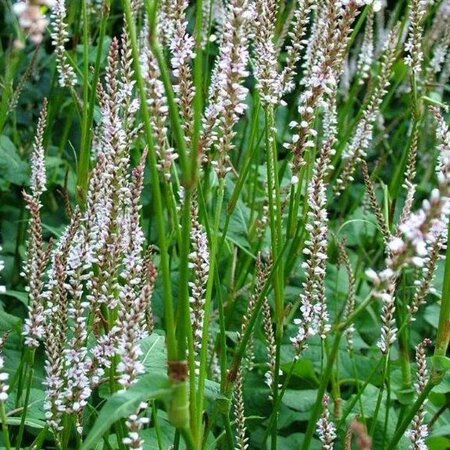 Persicaria a. 'Pink Mist' geen maat specificatie 0,55L/P9cm - afbeelding 2