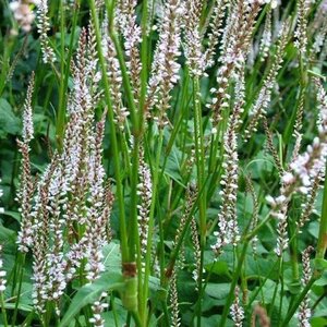 Persicaria a. 'Pink Mist' geen maat specificatie 0,55L/P9cm - afbeelding 2
