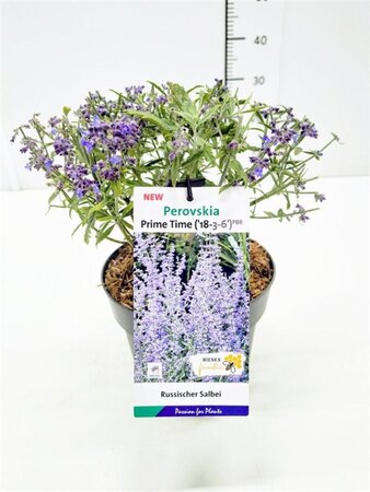 Perovskia atripl. 'Prime Time' geen maat specificatie cont. 3,0L - afbeelding 2