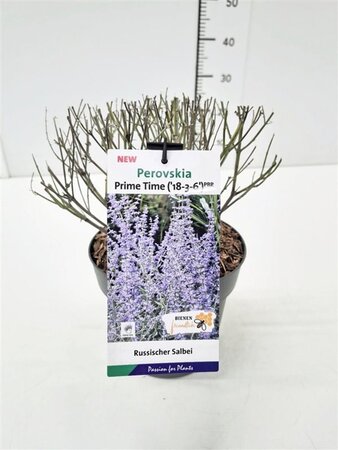 Perovskia atripl. 'Prime Time' geen maat specificatie cont. 3,0L - afbeelding 2