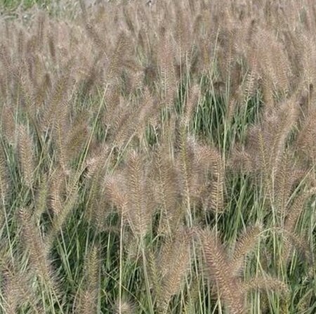 Pennisetum al. 'Reborn' geen maat specificatie 0,55L/P9cm - afbeelding 1