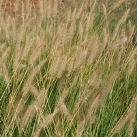 Pennisetum al. 'Reborn' geen maat specificatie 0,55L/P9cm - afbeelding 2