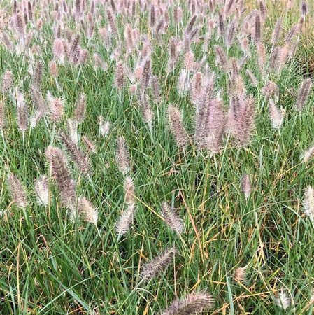 Pennisetum al. 'Reborn' geen maat specificatie 0,55L/P9cm - afbeelding 3