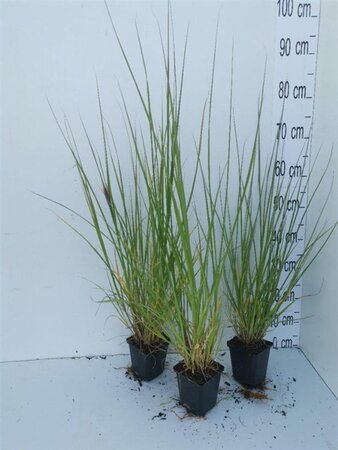 Pennisetum al. 'Redhead' geen maat specificatie 0,55L/P9cm - afbeelding 3