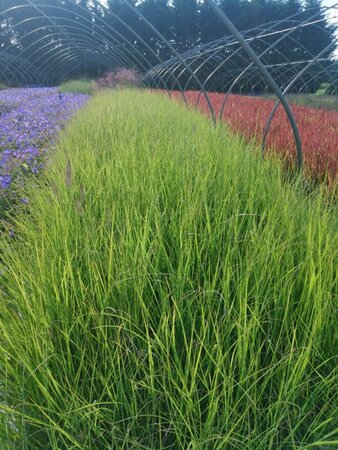 Pennisetum al. 'Redhead' geen maat specificatie 0,55L/P9cm - afbeelding 5