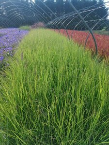 Pennisetum al. 'Redhead' geen maat specificatie 0,55L/P9cm - afbeelding 5