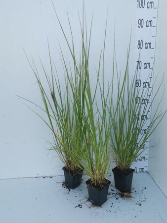 Pennisetum al. 'Redhead' geen maat specificatie 0,55L/P9cm - afbeelding 6