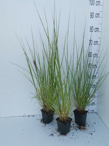 Pennisetum al. 'Redhead' geen maat specificatie 0,55L/P9cm - afbeelding 6