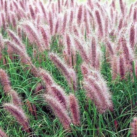 Pennisetum al. 'Redhead' geen maat specificatie 0,55L/P9cm - afbeelding 3