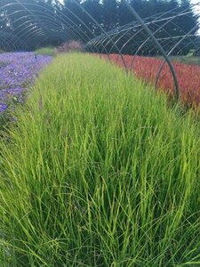 Pennisetum al. 'Redhead' geen maat specificatie 0,55L/P9cm - afbeelding 4