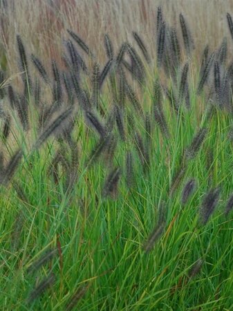 Pennisetum al. 'Redhead' geen maat specificatie 0,55L/P9cm - image 1