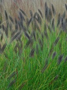 Pennisetum al. 'Redhead' geen maat specificatie 0,55L/P9cm